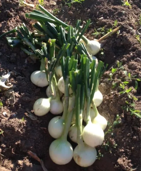 Cebollas de huerto