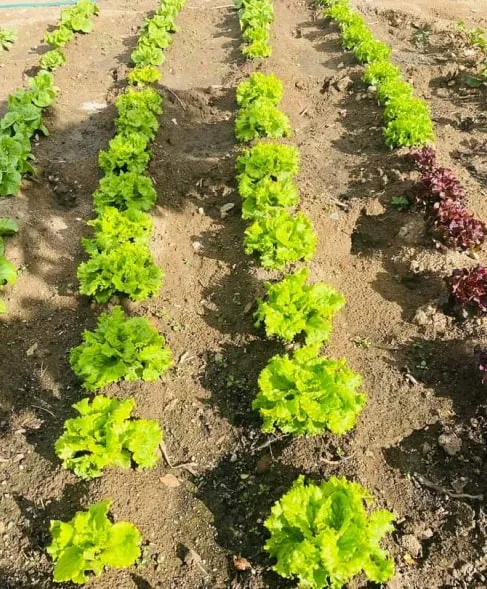 Lechugas de huerta