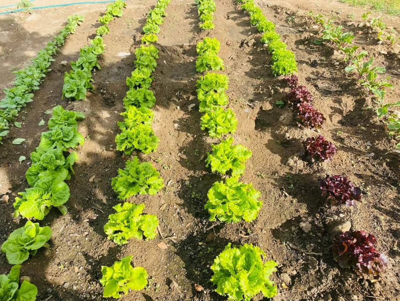 Hileras de lechuga creciendo en un huerto.