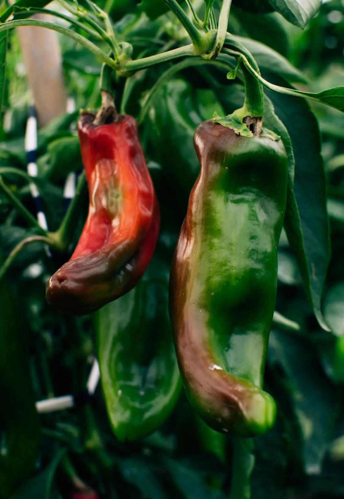 Un par de pimientos colgando de una planta en el huerto