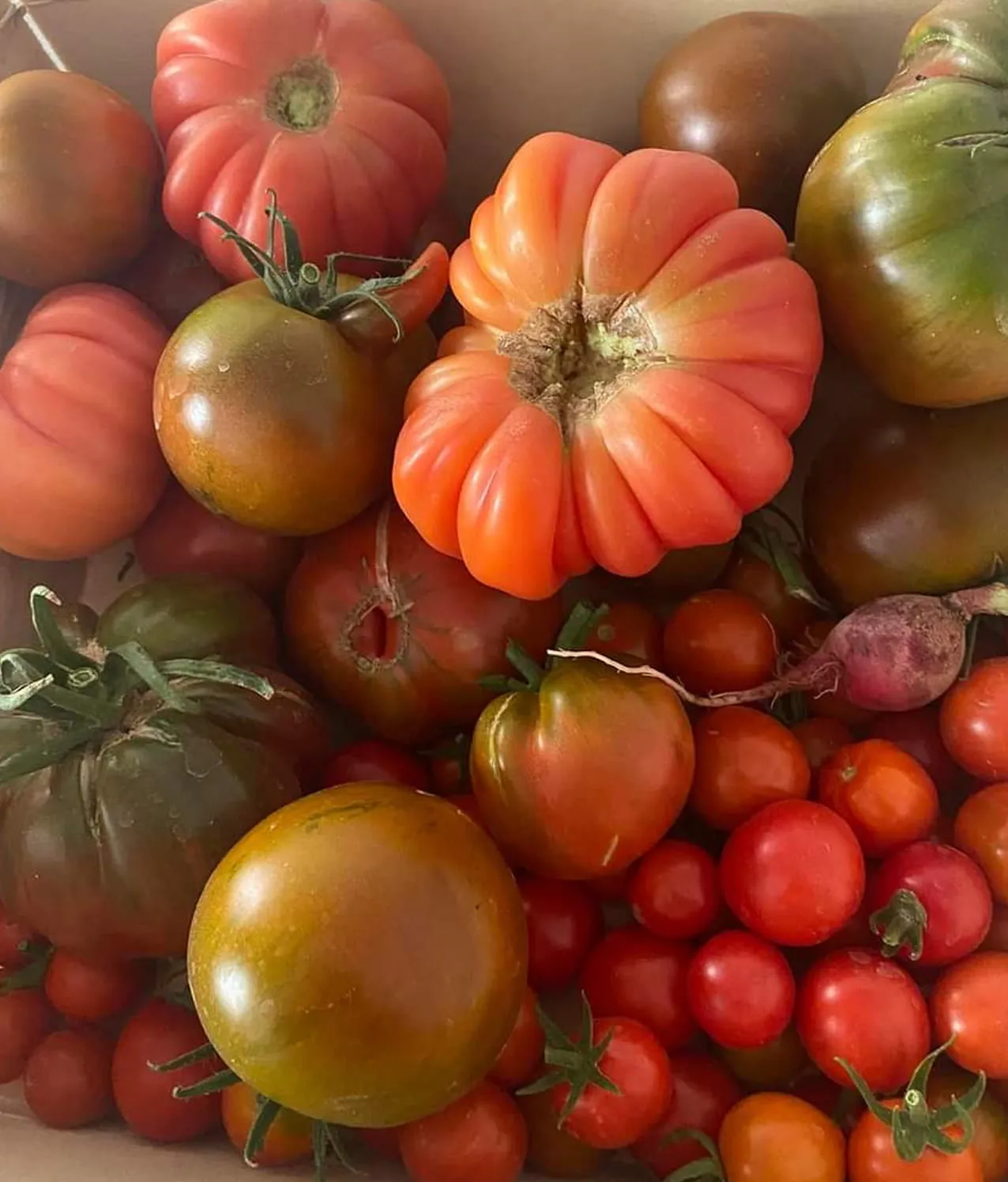 Tomates de temporada con sabor auténtico, madurados al sol en el huerto del Antiguo Mesón Fuentebuena.